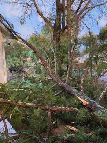 Emergency Tree Removal